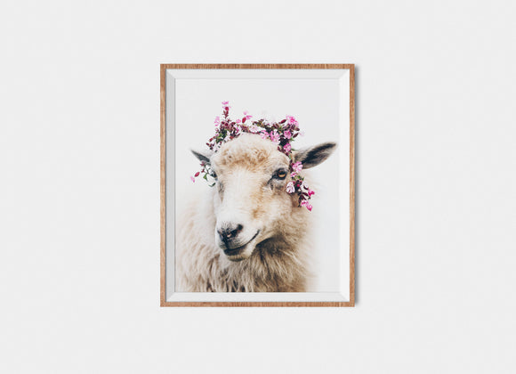 Faroese Sheep Fine Art Print Floral 