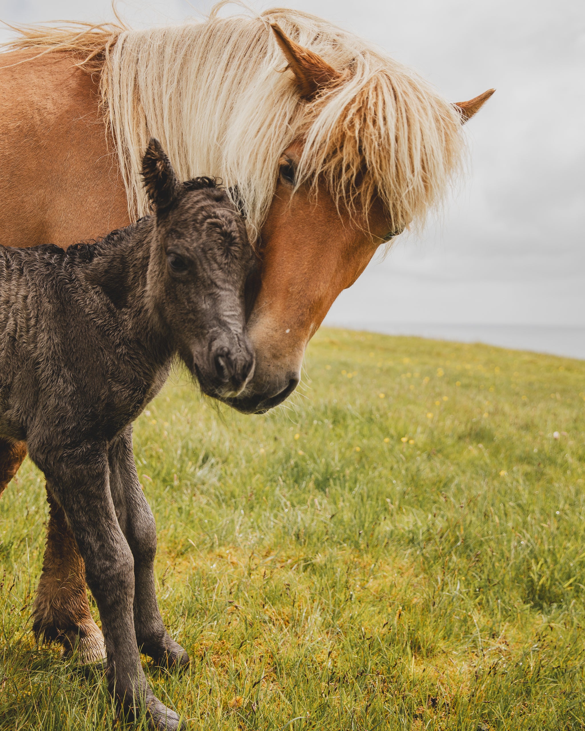 Faroese Horses – ByOlafsdottir, image size:2048x2560