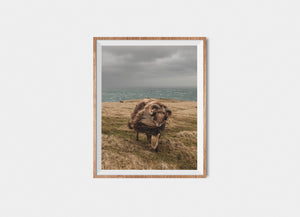 Elias the sheep battling the wind - Limited edition