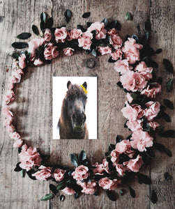Faroese Horse Grettir-  Postcard Size A6