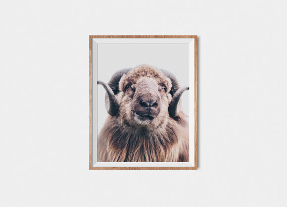 Faroese Sheep Fine Art Print Bob
