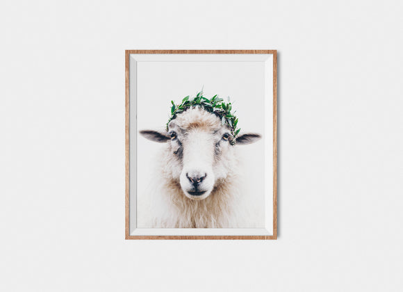 Faroese Sheep Fine Art Print Bambi Winter