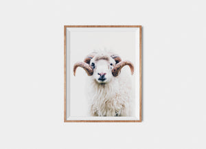 Faroese Sheep Fine Art Print Bill