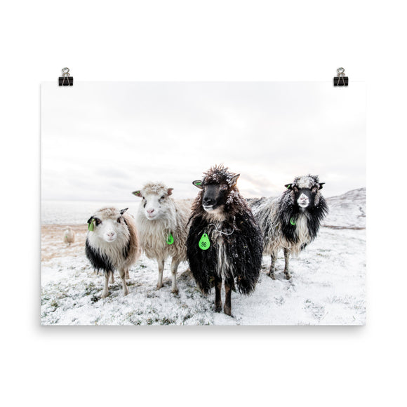 Limited Edition Fine Art Print - Sheep Band