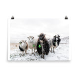 Limited Edition Fine Art Print - Sheep Band