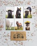 Faroese Horse Tambar-  Postcard Size A6